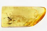 Detailed Fossil Ant (Formicidae) In Baltic Amber #315339-1